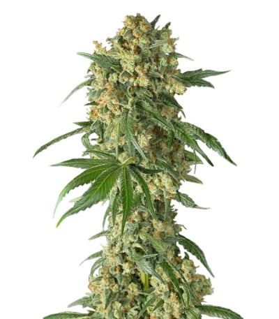 Семена Big Kush шишки