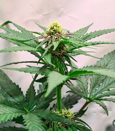 Семена сорта Bubba Kush fem