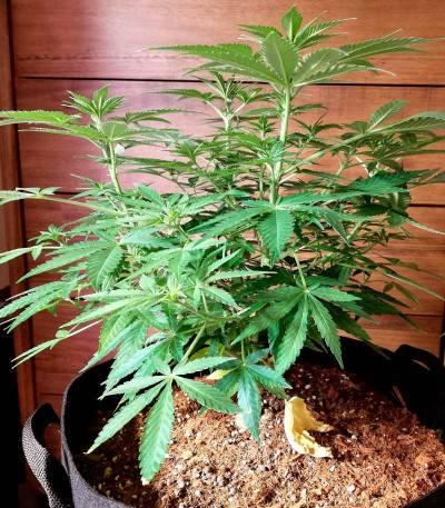 Семена сорта Cookies Haze fem (Kannabia)