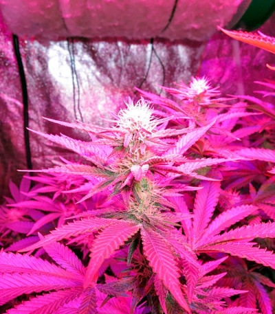 Семена сорта Lost Coast Hash Plant fem