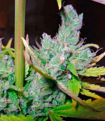 Семена сорта Exodus Cheese fem (Green House Seeds)