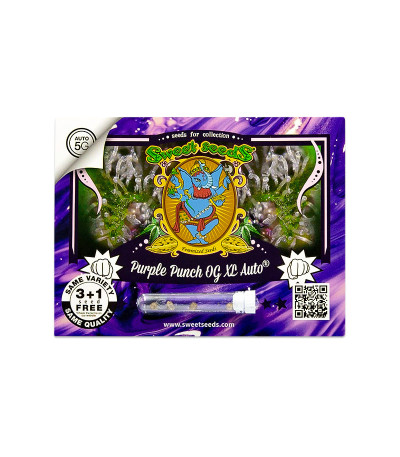 Семена сорта Purple Punch OG XL Auto fem (Sweet Seeds)