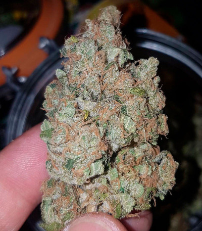 Семена сорта Appleberry fem (Sumo Seeds)