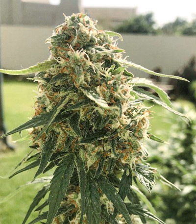 Семена сорта Auto White Widow fem (Dutch Passion)