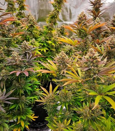 Семена сорта Bruce Banner Fast Version fem (Семяныч)