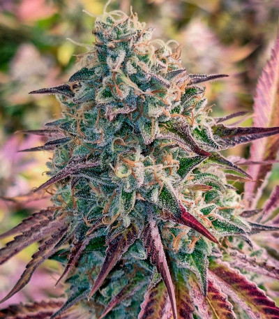 Семена сорта Gelato #45 fem (Barney's Farm)