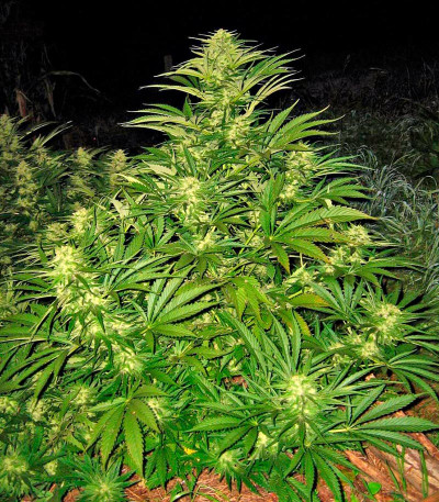 Семена сорта Shark Shock CBD fem