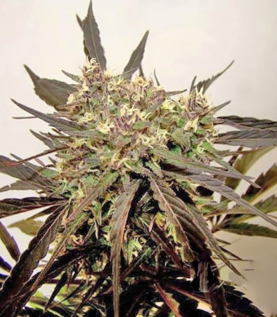 Семена сорта White Widow x Big Bud fem (Female Seeds)