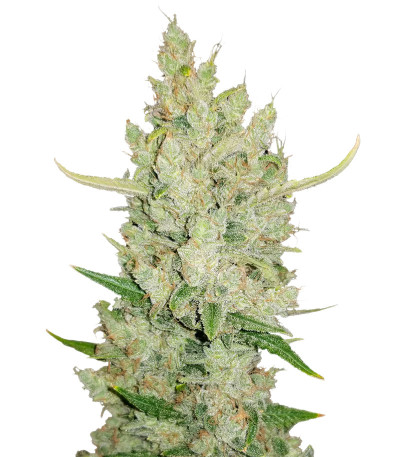 Семена сорта Original Auto Sour Diesel fem (FastBuds)