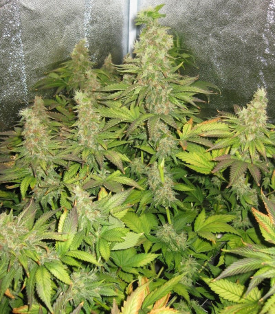 Семена сорта Blue Mystic fem (Royal Queen Seeds)