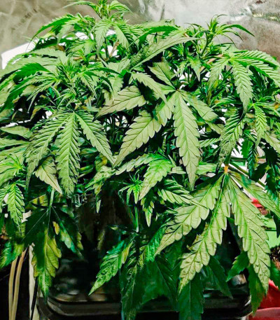 Семена сорта Deepforest Super Auto fem (Doctor’s Choice)