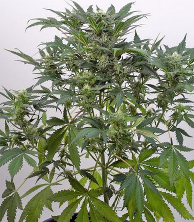 Семена сорта Dinamex Autoflowering fem