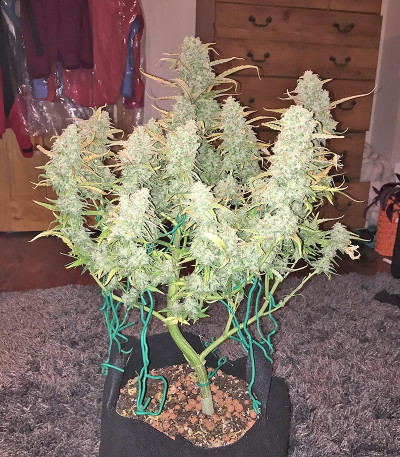 Семена сорта Green Crack Auto fem (FastBuds)