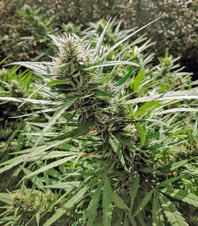 Семена сорта Kali Mist reg (Serious Seeds)