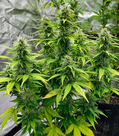 Семена сорта Siberian Sunset Auto fem (Семяныч)