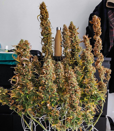 Семена сорта HulkBerry Automatic fem (RQS)