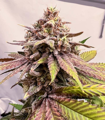 Семена сорта Persian Pie fem (Green House Seeds)