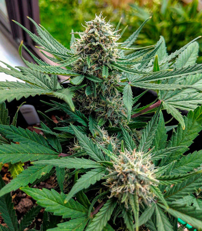 Семена сорта Auto Maria III fem (Семяныч)