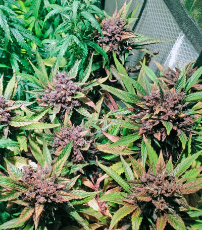 Семена сорта Cookies USA fem (Pyramid Seeds)