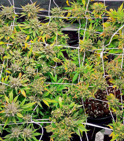 Семена сорта Fat Banana fem (Royal Queen Seeds)