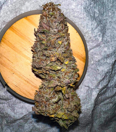 Семена сорта Grandmommy Purple fem (Herbies Seeds)