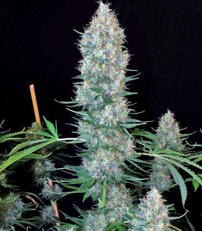 Семена сорта Motavation reg (Serious Seeds)