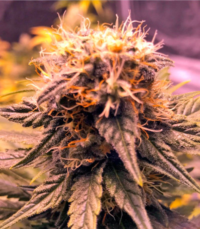 Семена сорта Original Amnesia fem (Dinafem Seeds)