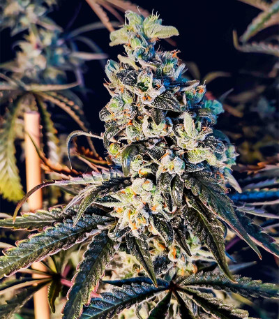 Семена сорта Lemon Citron fem (Humboldt Seed Organization)