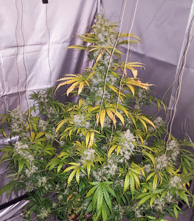 Семена сорта Auto White Widow fem (Pyramid Seeds)