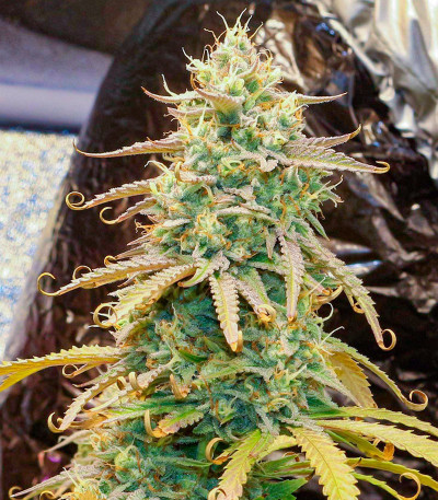 Семена сорта Easy Peasy Auto fem (Семяныч)