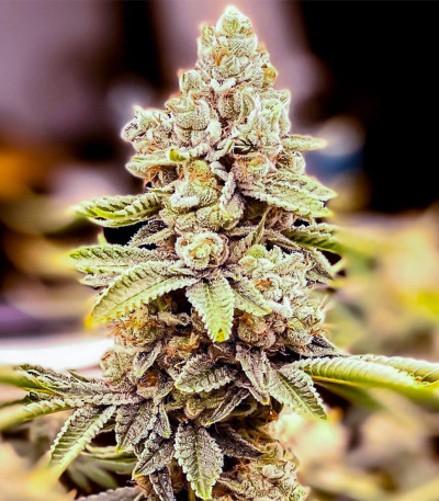 Семена сорта HiFi 4G fem (Dutch Passion)