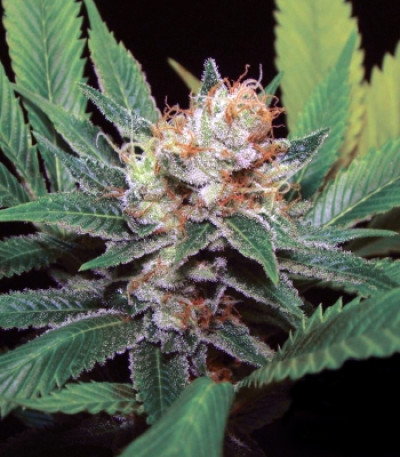 Семена конопли Kali Dog fem (Royal Queen Seeds)