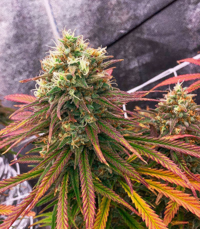 Семена сорта Orange Kush Cake R1 fem (Ethos Genetics)