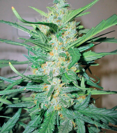 Семена сорта NYC Diesel Auto fem (Sweet Seeds)