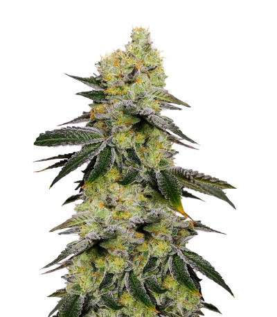 Семена сорта Meringue fem (Dutch Passion)