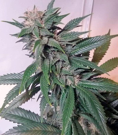 Семена сорта Afghan Kush fem (World of Seeds)