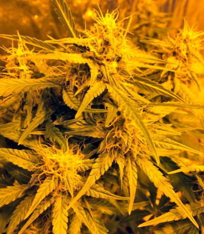 Семена сорта Auto Anubis fem (Pyramid Seeds)