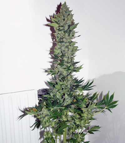 Семена сорта Dutch Haze fem