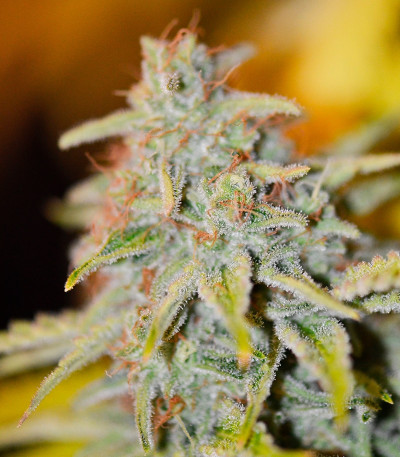 Семена сорта Furious Candy fem