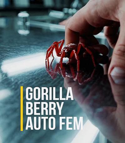 Семена сорта Gorilla Berry Auto fem