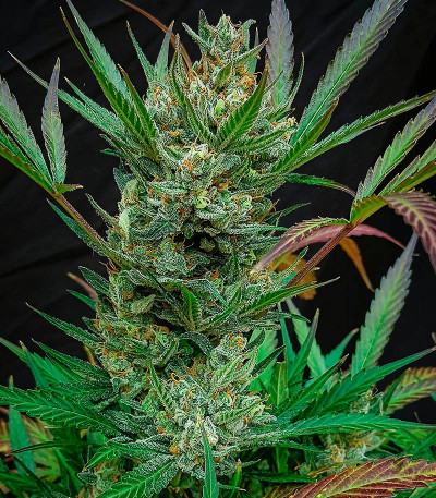 Семена сорта Jealousy Z XL Auto fem (Sweet Seeds)