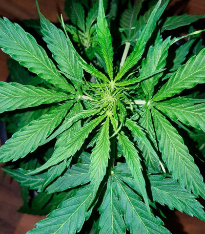 Семена сорта White Widow Auto Fem (Vision Seeds)