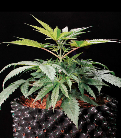 Семена сорта Green Gelato fem (Royal Queen Seeds)