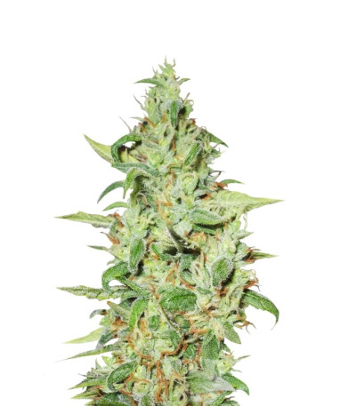 Семена Euforia шишки