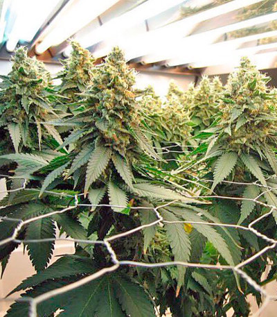 Семена марихуаны Blue Widow