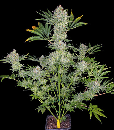 Семена сорта Serious Kush fem (Serious Seeds)