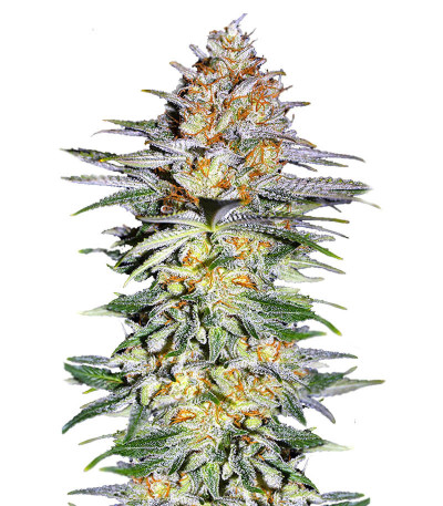 Семена сорта Alpha 21 fem (AlphaFem Seeds)