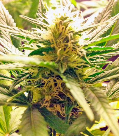 Сорт марихуаны Super Bud 