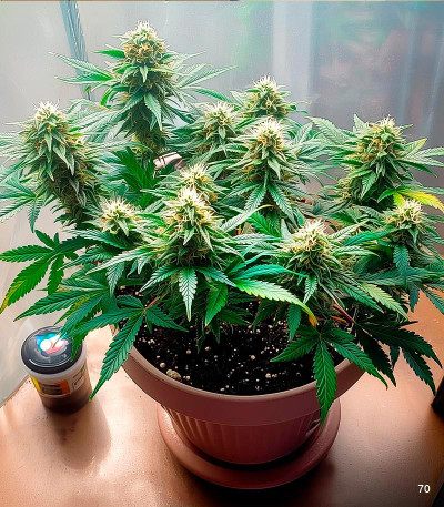 Семена сорта Bruce Banner Auto fem (Семяныч)