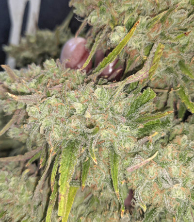 Семена сорта Monster Gelato fem (Monster Genetics)